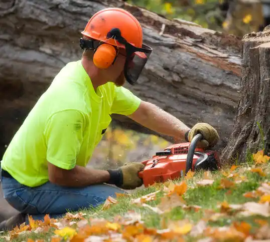 tree services Potts Camp